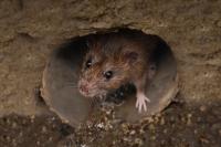 New York tenants say rats run over their feet at affordable housing lottery building