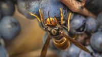 Nest removals pass 400 as South Carolina tracks invasive yellow-legged hornets