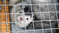 Pennsylvania judge to rule on ecoterrorism charge related to nearly 700 minks released from fur farm