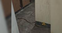 6-year-old left shaken after snake slithers into Singapore's Bird Paradise toilet