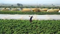 Agricultural Marketing or Production: Which Drives the Other to Ensure Sustainable Impact?