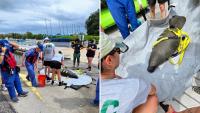 Florida manatee calf had propeller wounds, shark bites, and a severe chest infection