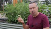 Gardening expert says yellow tomato leaves are a clue, not a cause for panic