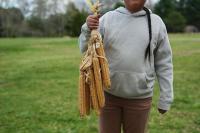 Farmers set for large corn harvest