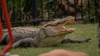 Florida man faces up to 65 years after dog-fighting bust uncovered a 9-foot alligator