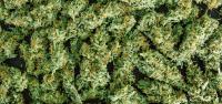 Michigan Bill Seeks to Repeal 24% Wholesale Cannabis Tax 