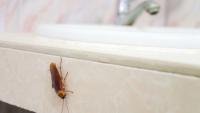 Colorado tenants sue corporate landlord over roaches, sewage leaks, and 'hidden junk fees'