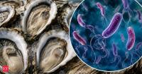 Louisiana Vibrio vulnificus kills 5: Are oysters linked to the flesh-eating bacteria? Where is the outbreak spreading?