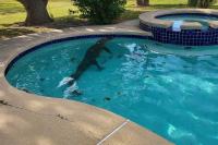 Texas team relocates scarred 10-foot alligator with bullet wound found lounging in a backyard pool