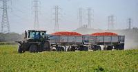FARM: Processed tomato growers hope for market recovery