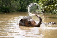 Anantara Golden Triangle Marks World Elephant Day 2026