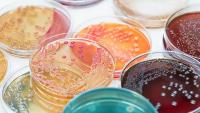 From petri dish to patient:biotech’s formidable obstacle course
