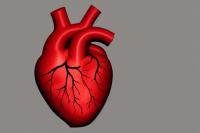 Researchers create human heart valve tissues from stem cells