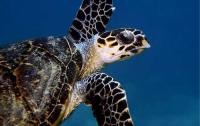 Warning issued to remove fishing gear after turtle tragedy