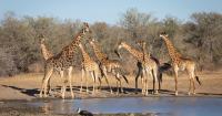 PODCAST | How Sanlam and SANParks are linking conservation to economic inclusion