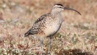 Four Harbors Audubon Society and Seatuck Environmental Association present free summer lecture Aug. 20
