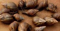 T&T still battling the giant African snail