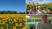 New Hampshire’s Biggest Sunflower Field Is Blooming And There’s A Festival To Celebrate