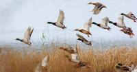 Duck production depends on maintenance of waterfowl habitat