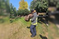Surreal Photos Show Boise Firefighters Rescuing Massive Hawk