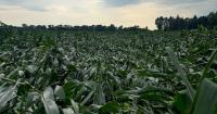 Indiana derecho damage: What can you do?