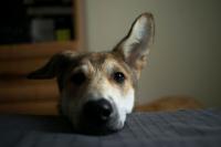 Scientists Discover What Happens in Dogs’ Brains When They See Your Face