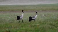 Over 2,950 dogs sterilised to save Black-necked Cranes and wildlife in Ladakh