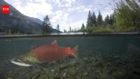 In 2006, Alaska began rebuilding a creek damaged by decades of gold mining; the first restored stretch was followed by a six-fold rise in salmon runs