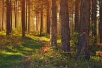 Latvian State Forests fined 7.86 million euros