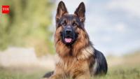German Shepherd in India: Is this hugely popular breed really built for our climate?