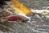 What is 6PPD? How a Tire Chemical Harms Salmon — and Possibly Your Health