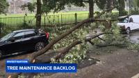 Residents raise safety concerns as Philadelphia faces yearslong backlog in tree maintenance