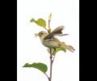 Arctic Warbler––a long-haul, transcontinental traveler