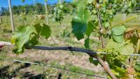 USDA emergency loans now available to New York farmers after spring frost and freeze caused crop losses across 32 counties