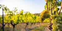 Heat brings early Bordeaux wine harvest — but not the earliest on record