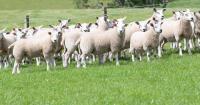 Second case of sheep disease bluetongue detected in Scotland