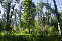 How many bears are there in CT? Here’s what it takes to find out.