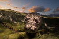 20 magnificent finalists from the 2026 Ocean Photographer of the Year awards