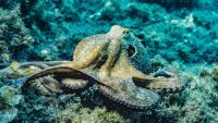 Philippines fisherman battles octopus clinging to his face in bizarre video