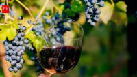 Rising temperatures are transforming Ireland into a rare wine country; the island now has 42 vineyards with upcoming bumper crops