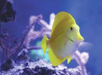 Honolulu joins counties to urge BLNR to ban aquarium fishing