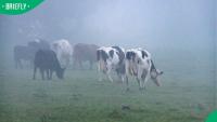 “My mom puts hers in a garage”: Mzansi reacts as SA farmer loses cows to cold front