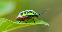 'Jewelbug' APT Balances State Espionage &amp; Cryptocurrency Theft