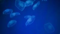 Climate change, overfishing fuel jellyfish surge in Marmara Sea
