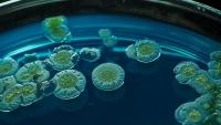 One genetic code, two paths to life—German study offers new clues to bacteria, archaea