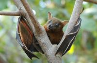 Bat alert sounded in Putnam