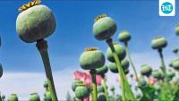 Ludhiana: 1kg opium hidden in roti maker bound for New Zealand seized