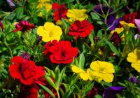 New research tests natural dye fixing agents