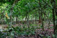 Europe’s Deforestation Law Tests Ghana’s Cocoa Farmers, Spares Its Gold Miners