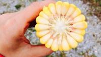 Pro Farmer Crop Tour launches Monday: Scouts eye drought stress in South Dakota, wet-to-dry whiplash in Ohio
